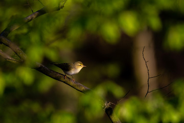 Wood warbler (Phylloscopus sibilatrix) sitting on a branch in the forest. Beautiful yellow songbird with soft green background. Czech Republic