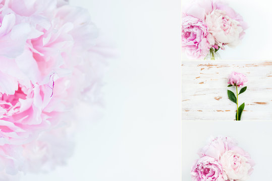 Beautiful summer collage made from photos with peonies. Fresh bunch of pink peonies on light background. Card Concept, copy space for text
