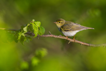 Wood warbler (Phylloscopus sibilatrix) sitting on a branch in the forest. Beautiful yellow songbird with soft green background. Czech Republic