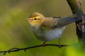 Fototapeta premium Wood warbler (Phylloscopus sibilatrix) sitting on a branch in the forest. Beautiful yellow songbird with soft green background. Czech Republic