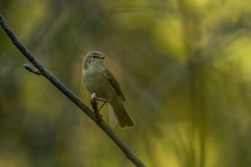 Common Chiffchaff (Phylloscopus collybita) sitting on a pine branch. Cute songbird in the forest with soft green background. Portrait of a wild bird in its habitat. Czech Republic