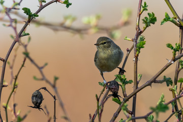 Common Chiffchaff (Phylloscopus collybita) sitting on a pine branch. Cute songbird in the forest with soft green background. Portrait of a wild bird in its habitat. Czech Republic