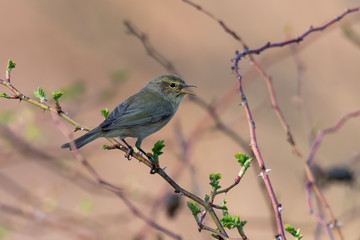Common Chiffchaff (Phylloscopus collybita) sitting on a pine branch. Cute songbird in the forest with soft green background. Portrait of a wild bird in its habitat. Czech Republic
