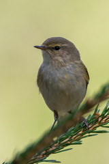 Common Chiffchaff (Phylloscopus collybita) sitting on a pine branch. Cute songbird in the forest with soft green background. Portrait of a wild bird in its habitat. Czech Republic