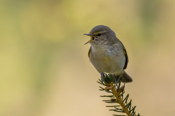 Common Chiffchaff (Phylloscopus collybita) sitting on a pine branch. Cute songbird in the forest with soft green background. Portrait of a wild bird in its habitat. Czech Republic