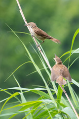Reed Warbler (Acrocephalus arundinaceus) sitting a reed. Small warbler on a beautiful lake with grey background. Czrech Republic