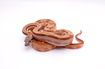 Boa constrictor imperator hypo motley