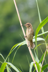 Reed Warbler (Acrocephalus arundinaceus) sitting a reed. Small warbler on a beautiful lake with grey background. Czrech Republic