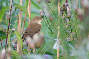 Icterine Warbler (Hippolais icterina) sitting hidden in a bush. Small songbird taken on a misty morning. Czech Republic