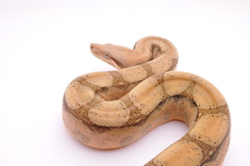 Boa constrictor imperator fire