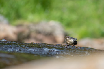 White-throated Dipper (Cinclus cinclus) feeding in the water. Cute bird in its river habitat. Czech Republic