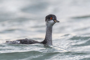 Black-necked grebe (Podiceps nigricollis) swimming in the waves on a lake. Black grebe swimming between waves. Wildlife scene from nature.Czech Republic