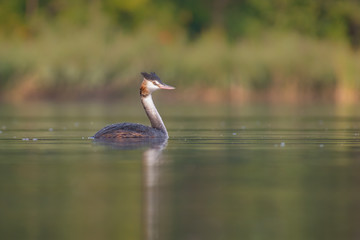 Crested grebe (Podiceps cristatus) silhouette at sunrise. Beautiful waterbird in the morning mist. Grebe with a crest in orange environment on beautiful pond. WIldlife scene from nature Czech Republic