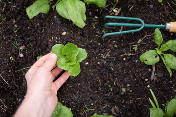 Planting vegetable urban garden on roof and hand-held garden rake. Healthy concept