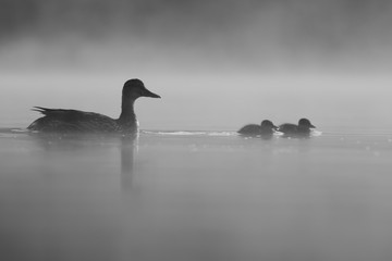 Female Mallard (Anas platyrhynchos) with its ducklings in the morning mist. Wildlife scene from nature. Czech Republic