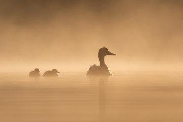 Female Mallard (Anas platyrhynchos) with its ducklings in the morning mist. Wildlife scene from nature. Czech Republic