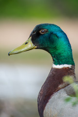 Male Mallard (Anas platyrhynchos) swimming on a beautiful lake with calm water. Water bird with its reflection. Wildlife scene from nature. Czech Republic