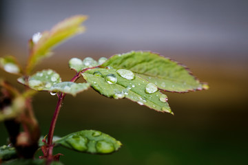 Large raindrops on the leaves of wild rose macro