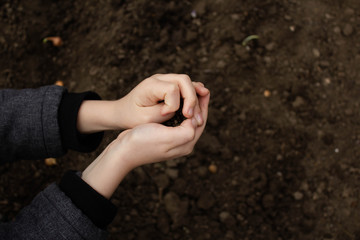 The child's hands hold and pour back the organic soil. The child checks the quality of the soil in his garden. The child's hands touch the soil on the field. Concept of nature conservation