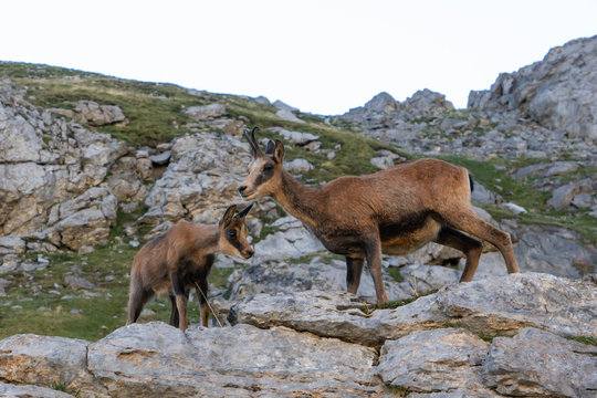 Rupicapra rupicapra el se&ntilde;or de las monta&ntilde;as, el rebeco de Picos de Europa