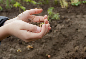 The child's hands hold the sprout in organic soil. A child plants a plant in his garden. The child's hands touch the soil on the field. Concept of nature protection