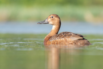 Common Pochard (Aythya ferina), female swimming on a lake. Beautiful bird in evening light. Wildlife scene from nature. Czech Republic