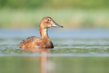 Common Pochard (Aythya ferina), female swimming on a lake. Beautiful bird in evening light. Wildlife scene from nature. Czech Republic