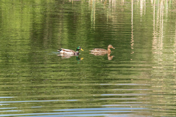 2 Wild brown mallard duck swimming on a mountain lake river pond Water .