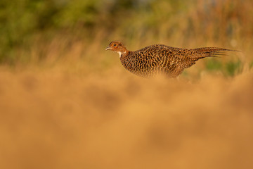 Common Pheasant (Phasianus colchicus) portrait of a female in early evening light. Colorful bird in its environment. Wildlife scene from nature. Czech Republic