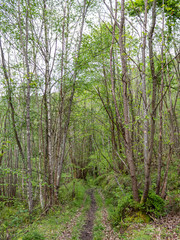 Bosque