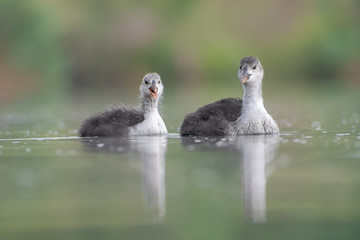 Juvenile Eurasian Coot (Fulica atra) swimming and calling for food. Cute small waterbird on a beautiful lake. Wildlife scene from nature. Czech Republic