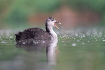 Juvenile Eurasian Coot (Fulica atra) swimming and calling for food. Cute small waterbird on a beautiful lake. Wildlife scene from nature. Czech Republic