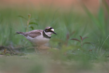 Little Ringed Plover (Charadrius dubius) walking and hunting in muddy grass. Cute little bird in late evening. Wildlife scene from nature. Czech Republic