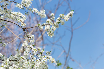white flower tree on sky background