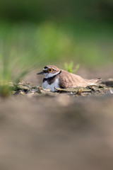 Little Ringed Plover (Charadrius dubius) walking and hunting in muddy grass. Cute little bird in late evening. Wildlife scene from nature. Czech Republic