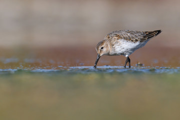 Dunlin (Calidris alpina) feeding on a muddy lake. Cute brown shorebird wader in its environment, detailed portrait. Wildlife scene from nature Czech Republic