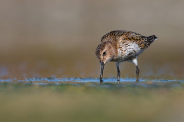 Dunlin (Calidris alpina) feeding on a muddy lake. Cute brown shorebird wader in its environment, detailed portrait. Wildlife scene from nature Czech Republic