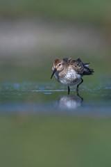 Dunlin (Calidris alpina) feeding on a muddy lake. Cute brown shorebird wader in its environment, detailed portrait. Wildlife scene from nature Czech Republic