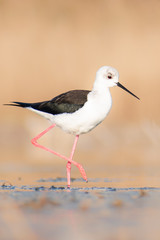Black-winged Stilt (Himantopus himantopus) , beatiful bird walking in shallow water in morning light. Wildlife scene from nature. Czech Republic