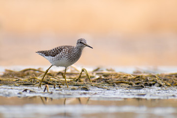 Wood Sandpiper (Tringa glareola) walking and hunting in the water in a small lake. Beautiful shorebird with its reflection. Wildlife scene from nature. Moravia, Czech Republic