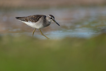 Wood Sandpiper (Tringa glareola) walking and hunting in the water in a small lake. Beautiful shorebird with its reflection. Moravia, Czech Republic