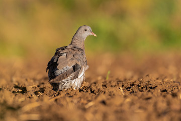 Young Common Wood Pigeon (Columba palumbus) sitting and feeding on a field. Czech Republic