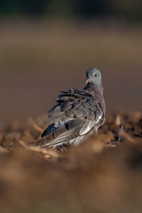 Young Common Wood Pigeon (Columba palumbus) sitting and feeding on a field. Czech Republic