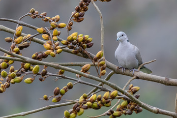 Eurasian collared dove (Streptopelia decaocto) sitting on a branch with grey background. Czech Republic