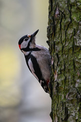 Great Spotted Woodpecker (Dendrocopos major) sitting at the entrance of his nest with food in its beak for the chicks.   Beautiful bird in the forest with green leafy background. Czech Republic