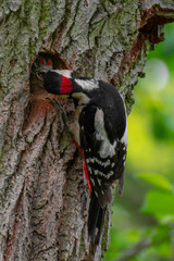 Great Spotted Woodpecker (Dendrocopos major) sitting at the entrance of his nest with food in its beak for the chicks.   Beautiful bird in the forest with green leafy background. Czech Republic