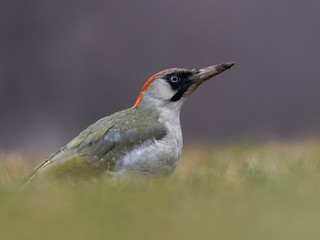 Green woodpecker (Picus viridis) sitting in the grass. Wildlife scene from nature. Czech Republic