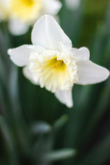 White daffodils close-up on a bright sunny day on green background.  Pictures of white flowers close up. White narcissus on green bokeh background