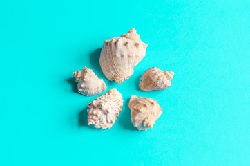 Sea shells on a pastel blue background. Summer concept, tourism, flat lay, copy space, top view.