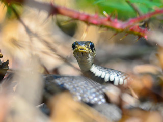 Grass Snake (Natrix natrix) macro photo, facing the camera. Nice snake hidden on the ground in the forest. Wild animal in its habitat. Colorful portrait of a small snake head on.  Czech Republic
